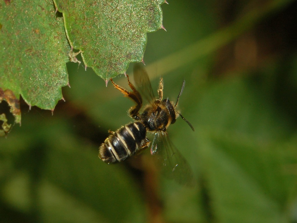 Halictus sp. F (Apidae Halictinae)